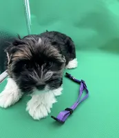 Chico (AKC Biewer) , a male Yorkshire Terrier and Biewer for sale in Sacramento, CA – Photo 3 of 7