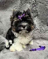 Chico (AKC Biewer) , a male Yorkshire Terrier and Biewer for sale in Sacramento, CA – Photo 2 of 7