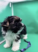 Chico (AKC Biewer) , a male Yorkshire Terrier and Biewer for sale in Sacramento, CA – Photo 4 of 7