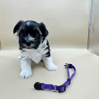 Chico, a male Yorkshire Terrier and Biewer for sale in Sacramento, CA – Photo 1 of 3