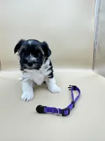 King, a male Yorkshire Terrier and Biewer for sale in Sacramento, CA – Photo 1 of 3