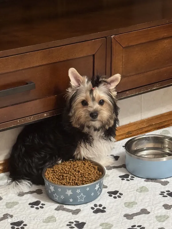 Sandy (AKC Biewer) , a female Yorkshire Terrier and Biewer for sale in Sacramento, CA – 1 of 6