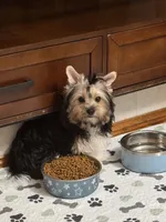 Sandy (AKC Biewer) , a female Yorkshire Terrier and Biewer for sale in Sacramento, CA – 1 of 6