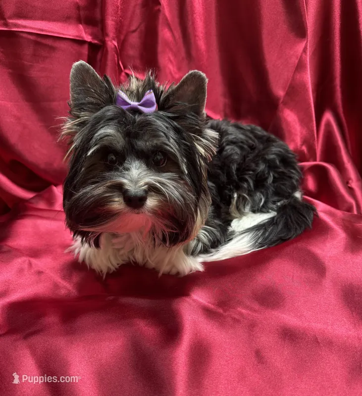 Chico (Biewer AKC) – Yorkshire Terrier puppy for sale in Sacramento, CA