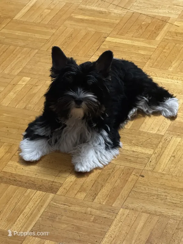 Chico (AKC Biewer)  – Yorkshire Terrier, Biewer puppy for sale in Sacramento, CA