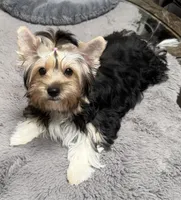 Sandy (Biewer AKC), a female Yorkshire Terrier for sale in Sacramento, CA – 1 of 2
