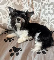 Lucky (AKC Biewer), a male Yorkshire Terrier for sale in Sacramento, CA – 2 of 4