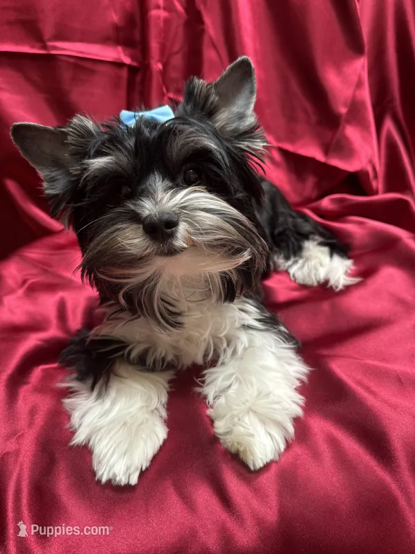 Lucky (AKC Biewer) – Yorkshire Terrier puppy for sale in Sacramento, CA
