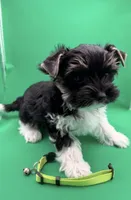 Gizmo, a male Yorkshire Terrier and Biewer for sale in Sacramento, CA – Photo 2 of 6