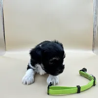 Gizmo, a male Yorkshire Terrier and Biewer for sale in Sacramento, CA – Photo 3 of 6