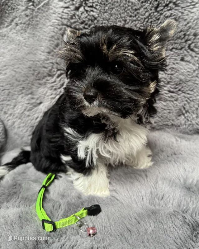 Gizmo (AKC Biewer)  – Yorkshire Terrier, Biewer puppy for sale in Sacramento, CA