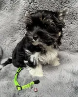 Gizmo (AKC Biewer) , a male Yorkshire Terrier and Biewer for sale in Sacramento, CA – Photo 1 of 8