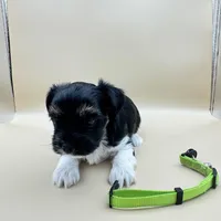 Gizmo, a male Yorkshire Terrier and Biewer for sale in Sacramento, CA – Photo 5 of 6