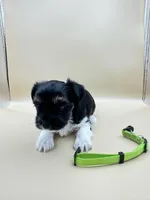 Rex, a male Yorkshire Terrier and Biewer for sale in Sacramento, CA – Photo 3 of 4