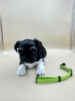 Rex, a male Yorkshire Terrier and Biewer for sale in Sacramento, CA – Photo 2 of 4