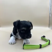 Gizmo, a male Yorkshire Terrier and Biewer for sale in Sacramento, CA – Photo 6 of 6