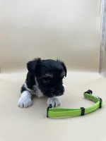 Rex, a male Yorkshire Terrier and Biewer for sale in Sacramento, CA – Photo 4 of 4