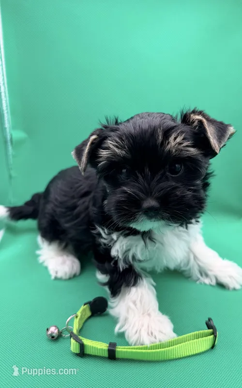 Rex – Yorkshire Terrier, Biewer puppy for sale in Sacramento, CA