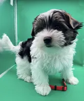 Abby, a female Yorkshire Terrier and Biewer for sale in Sacramento, CA – Photo 2 of 6