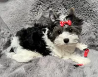 Abby (AKC Biewer) , a female Yorkshire Terrier and Biewer for sale in Sacramento, CA – Photo 2 of 8