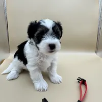 Abby, a female Yorkshire Terrier and Biewer for sale in Sacramento, CA – Photo 3 of 6