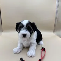 Abby, a female Yorkshire Terrier and Biewer for sale in Sacramento, CA – Photo 4 of 6