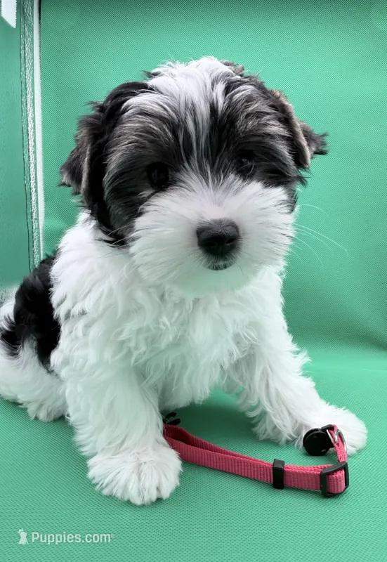 Abby – Yorkshire Terrier, Biewer puppy for sale in Sacramento, CA