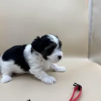 Abby, a female Yorkshire Terrier and Biewer for sale in Sacramento, CA – Photo 5 of 6