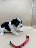 Abby, a female Yorkshire Terrier and Biewer for sale in Sacramento, CA – Photo 3 of 4