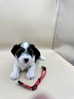 Abby, a female Yorkshire Terrier and Biewer for sale in Sacramento, CA – Photo 4 of 4