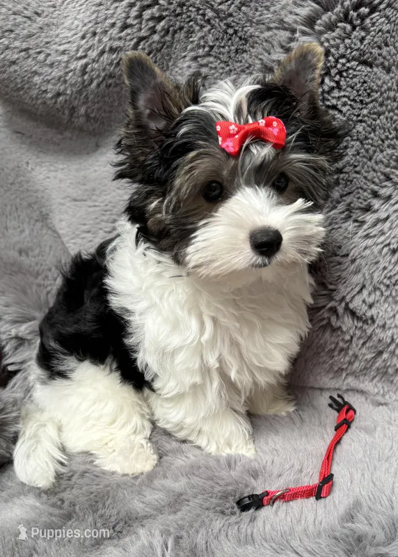 Abby (AKC Biewer)  – Yorkshire Terrier, Biewer puppy for sale in Sacramento, CA