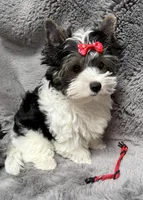 Abby (AKC Biewer) , a female Yorkshire Terrier and Biewer for sale in Sacramento, CA – Photo 1 of 8