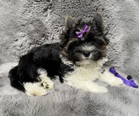 Chico (Biewer AKC), a male Yorkshire Terrier and Biewer for sale in Sacramento, CA – 4 of 4