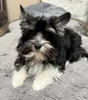 Chico (AKC Biewer), a male Yorkshire Terrier for sale in Sacramento, CA – 2 of 2