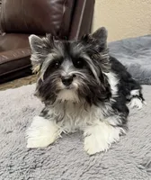 Lucky (Biewer AKC), a male Yorkshire Terrier for sale in Sacramento, CA – 2 of 2