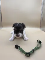 Sage, a male Yorkshire Terrier and Biewer for sale in Sacramento, CA – Photo 2 of 4