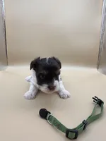 Sage, a male Yorkshire Terrier and Biewer for sale in Sacramento, CA – Photo 1 of 4