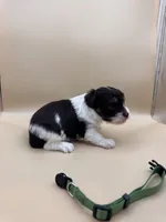 Sage, a male Yorkshire Terrier and Biewer for sale in Sacramento, CA – Photo 3 of 4