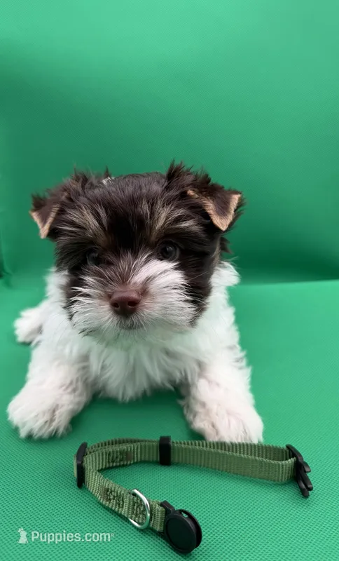 Sage – Yorkshire Terrier, Biewer puppy for sale in Sacramento, CA