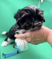 Remie, a male Yorkshire Terrier and Biewer for sale in Sacramento, CA – Photo 2 of 6