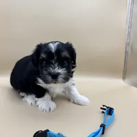 Remie, a male Yorkshire Terrier and Biewer for sale in Sacramento, CA – Photo 4 of 6