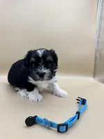 Remie, a male Yorkshire Terrier and Biewer for sale in Sacramento, CA – Photo 2 of 4