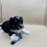 Remie, a male Yorkshire Terrier and Biewer for sale in Sacramento, CA – Photo 3 of 6