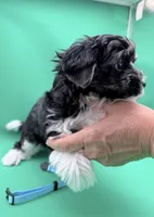 Remie, a male Yorkshire Terrier and Biewer for sale in Sacramento, CA – Photo 1 of 6