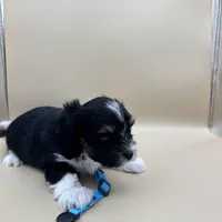 Remie, a male Yorkshire Terrier and Biewer for sale in Sacramento, CA – Photo 6 of 6