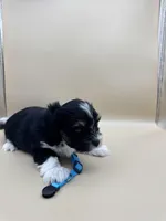 Remie, a male Yorkshire Terrier and Biewer for sale in Sacramento, CA – Photo 4 of 4