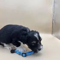 Remie, a male Yorkshire Terrier and Biewer for sale in Sacramento, CA – Photo 5 of 6