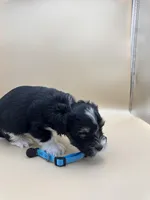 Remie, a male Yorkshire Terrier and Biewer for sale in Sacramento, CA – Photo 3 of 4