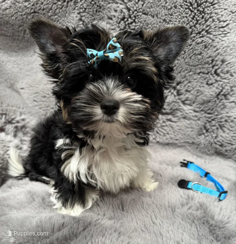 Remie (AKC Biewer)  – Yorkshire Terrier, Biewer puppy for sale in Sacramento, CA