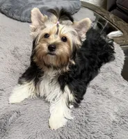 Sandy (Biewer AKC), a female Yorkshire Terrier for sale in Sacramento, CA – 2 of 2